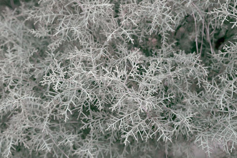 Natures Textures VI White Modern Wood Framed Art Print with Double Matting by Stramel, Renee W.