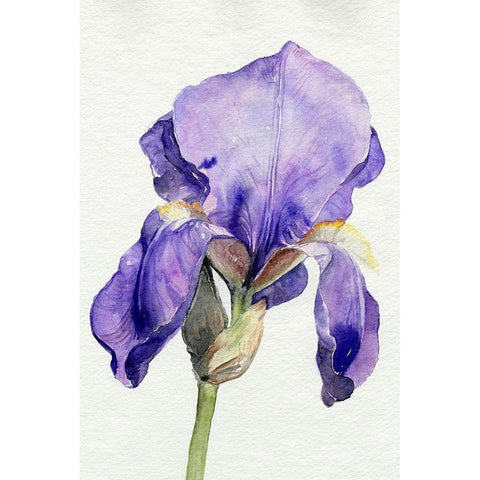 Iris in Bloom I Gold Ornate Wood Framed Art Print with Double Matting by Parker, Jennifer Paxton