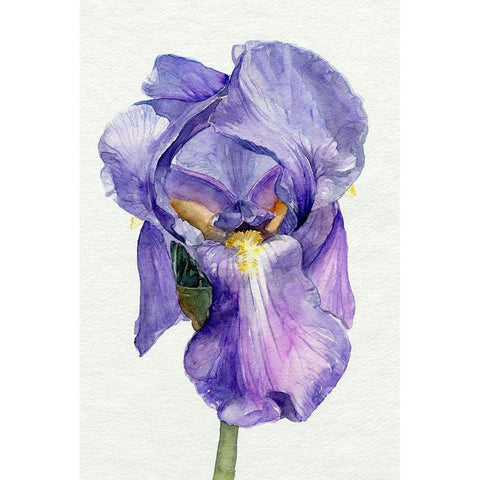 Iris in Bloom II Gold Ornate Wood Framed Art Print with Double Matting by Parker, Jennifer Paxton