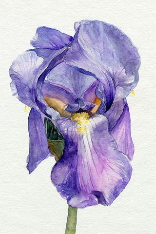 Iris in Bloom II White Modern Wood Framed Art Print with Double Matting by Parker, Jennifer Paxton