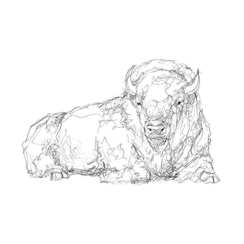 Bison Contour Sketch I Black Modern Wood Framed Art Print with Double Matting by Harper, Ethan