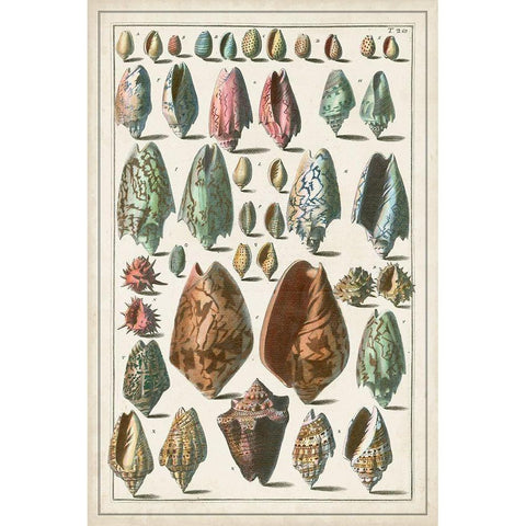 Grand Seba Shells I Gold Ornate Wood Framed Art Print with Double Matting by Seba, Albertus