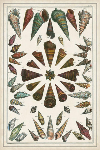 Grand Seba Shells II White Modern Wood Framed Art Print with Double Matting by Seba, Albertus
