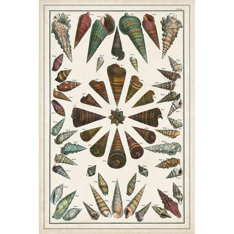 Grand Seba Shells II Black Modern Wood Framed Art Print by Seba, Albertus