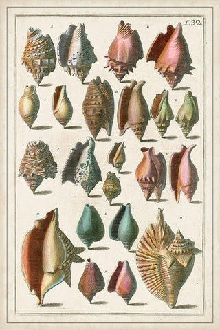 Grand Seba Shells III White Modern Wood Framed Art Print with Double Matting by Seba, Albertus