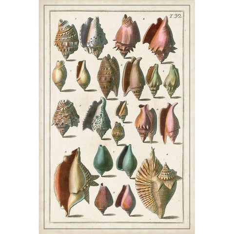Grand Seba Shells III Gold Ornate Wood Framed Art Print with Double Matting by Seba, Albertus