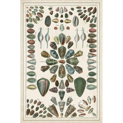 Grand Seba Shells IV Gold Ornate Wood Framed Art Print with Double Matting by Seba, Albertus