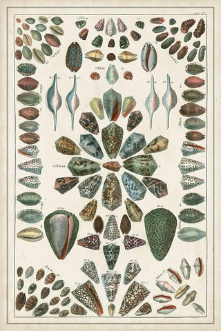 Grand Seba Shells IV Black Ornate Wood Framed Art Print with Double Matting by Seba, Albertus
