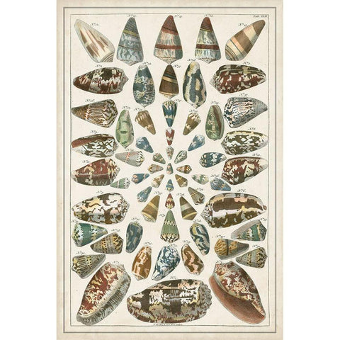Grand Seba Shells V Gold Ornate Wood Framed Art Print with Double Matting by Seba, Albertus