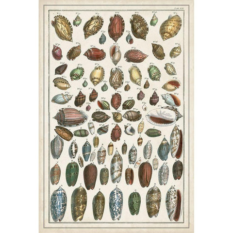 Grand Seba Shells VI Gold Ornate Wood Framed Art Print with Double Matting by Seba, Albertus