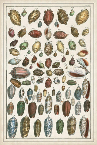 Grand Seba Shells VI Black Ornate Wood Framed Art Print with Double Matting by Seba, Albertus