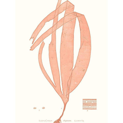 Vivid Coral Seaweed I White Modern Wood Framed Art Print by Vision Studio