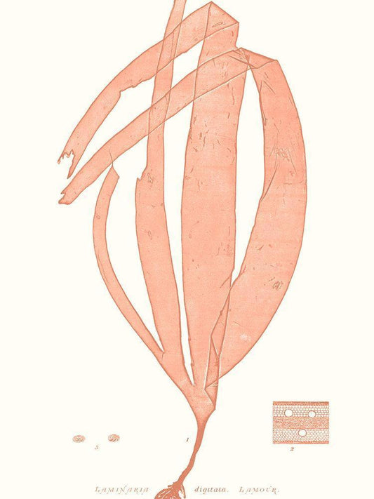 Image Only