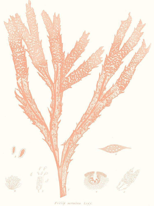 Image Only