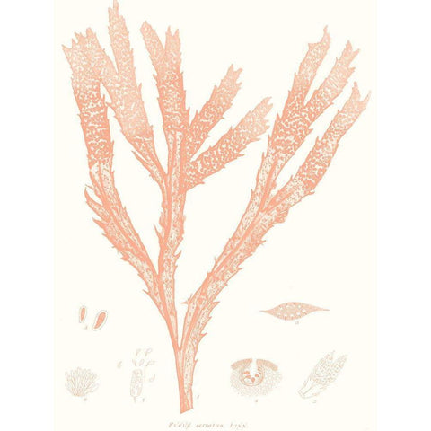 Vivid Coral Seaweed II Black Modern Wood Framed Art Print by Vision Studio