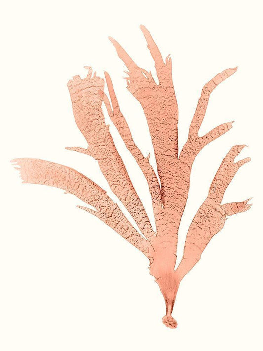 Image Only