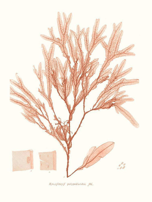Image Only