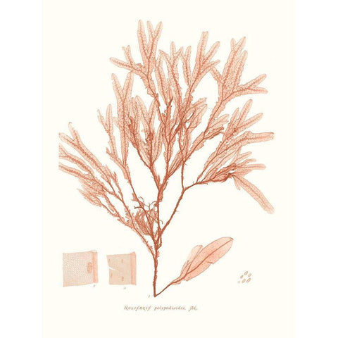 Vivid Coral Seaweed V White Modern Wood Framed Art Print by Vision Studio