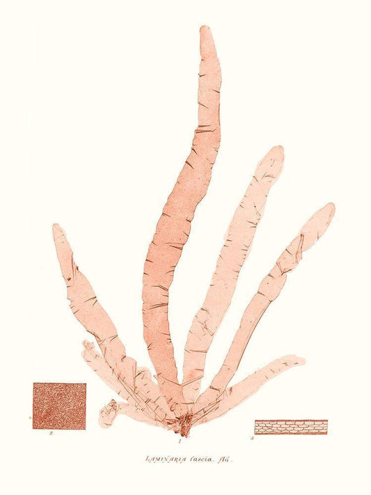 Image Only