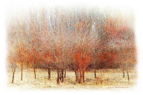 Row of Red Trees Black Ornate Wood Framed Art Print with Double Matting by Vest, Chris