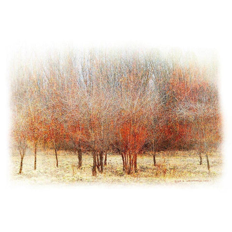 Row of Red Trees Gold Ornate Wood Framed Art Print with Double Matting by Vest, Chris
