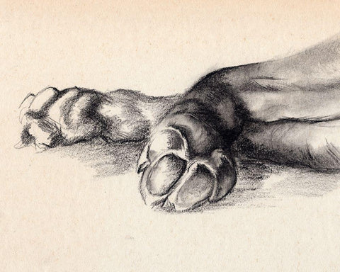 Charcoal Paws I Black Ornate Wood Framed Art Print with Double Matting by Parker, Jennifer Paxton