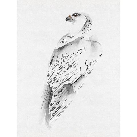 Gyrfalcon I Black Modern Wood Framed Art Print with Double Matting by Wang, Melissa