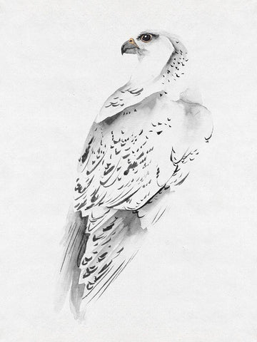 Gyrfalcon I Black Ornate Wood Framed Art Print with Double Matting by Wang, Melissa