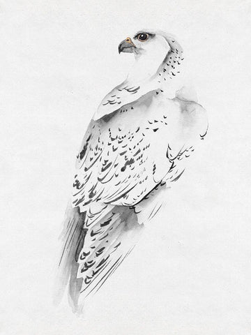 Gyrfalcon I White Modern Wood Framed Art Print with Double Matting by Wang, Melissa