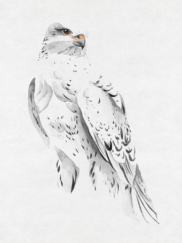 Gyrfalcon II White Modern Wood Framed Art Print with Double Matting by Wang, Melissa