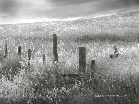 Fence Line Flight II Black Ornate Wood Framed Art Print with Double Matting by Vest, Chris