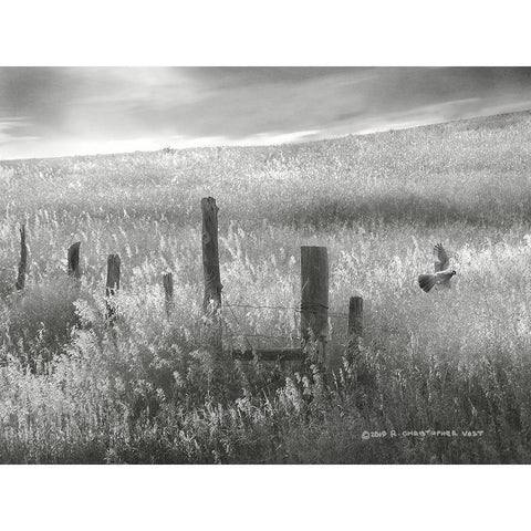 Fence Line Flight II Black Modern Wood Framed Art Print by Vest, Chris