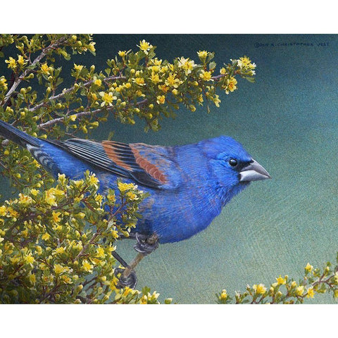 Blue Grosbeak Black Modern Wood Framed Art Print with Double Matting by Vest, Chris