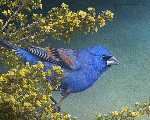 Blue Grosbeak White Modern Wood Framed Art Print with Double Matting by Vest, Chris