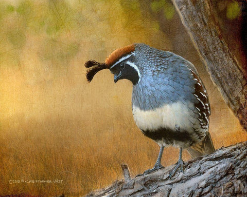 Male Quail Black Ornate Wood Framed Art Print with Double Matting by Vest, Chris
