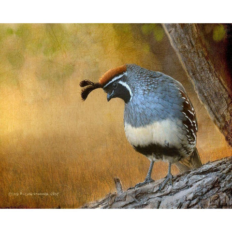 Male Quail Black Modern Wood Framed Art Print by Vest, Chris