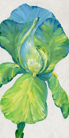 Iris Bloom in Green II White Modern Wood Framed Art Print with Double Matting by OToole, Tim
