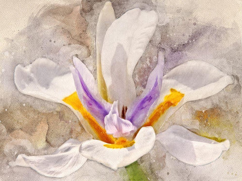 Playful Petals I White Modern Wood Framed Art Print with Double Matting by Robertson, Leda