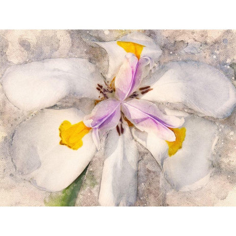 Playful Petals II Gold Ornate Wood Framed Art Print with Double Matting by Robertson, Leda