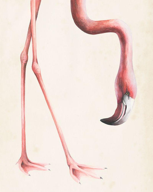 Image Only