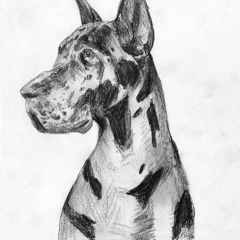 Great Dane Portrait I Black Modern Wood Framed Art Print by Wang, Melissa