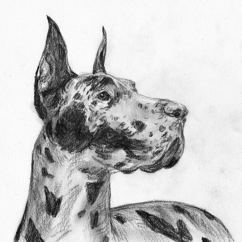 Great Dane Portrait II Gold Ornate Wood Framed Art Print with Double Matting by Wang, Melissa