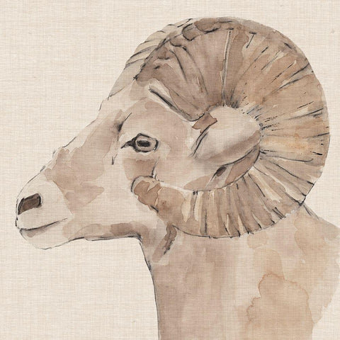 Bighorn Profile I White Modern Wood Framed Art Print with Double Matting by Warren, Annie