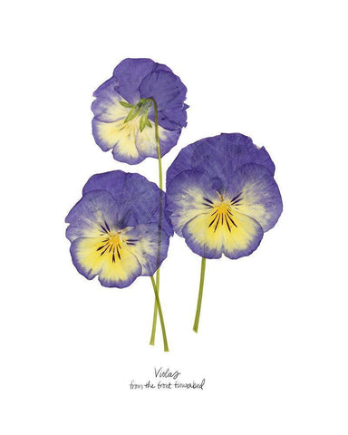 Pressed Violas I White Modern Wood Framed Art Print with Double Matting by Popp, Grace