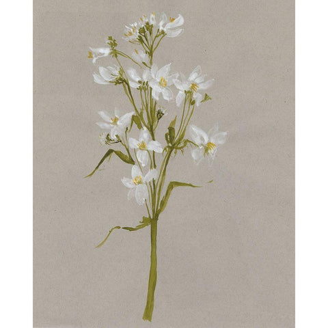 White Field Flowers I White Modern Wood Framed Art Print by Goldberger, Jennifer