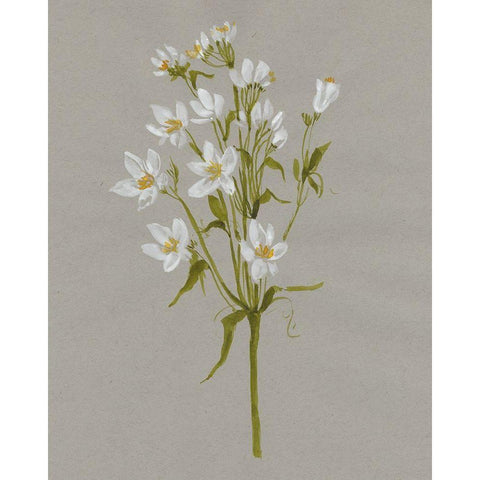 White Field Flowers II Black Modern Wood Framed Art Print with Double Matting by Goldberger, Jennifer