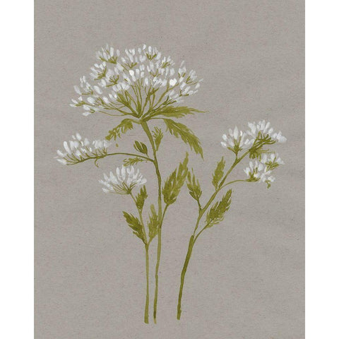 White Field Flowers IV White Modern Wood Framed Art Print by Goldberger, Jennifer