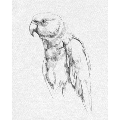 Parrot Portrait I Gold Ornate Wood Framed Art Print with Double Matting by Caroline, Emma