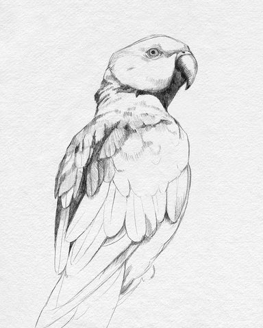 Parrot Portrait II White Modern Wood Framed Art Print with Double Matting by Caroline, Emma