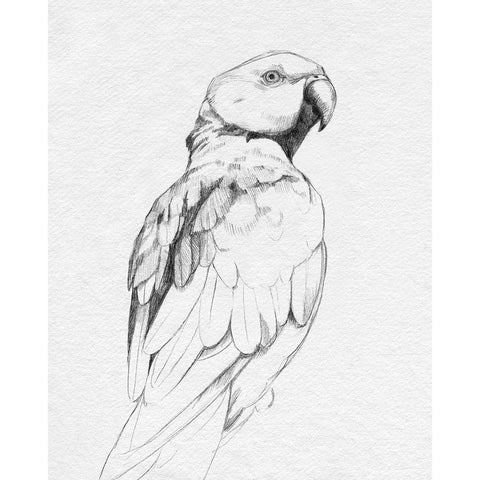 Parrot Portrait II White Modern Wood Framed Art Print by Caroline, Emma